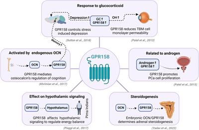 The emerging roles of GPR158 in the regulation of the endocrine system